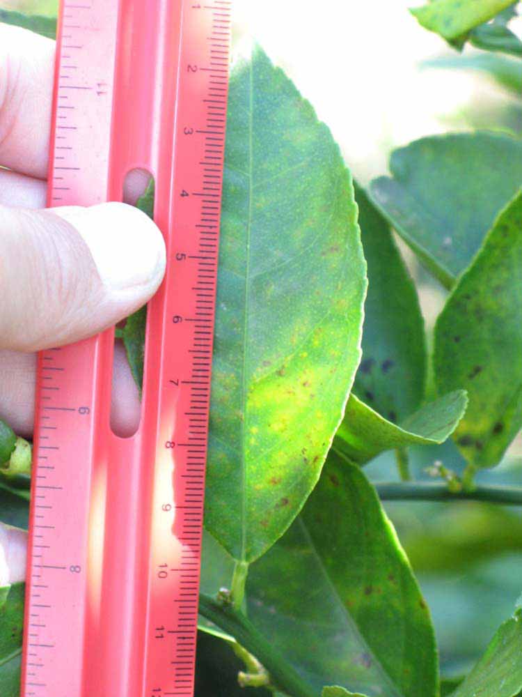              Unifoliolate leaf (Winter Haven, FL)       